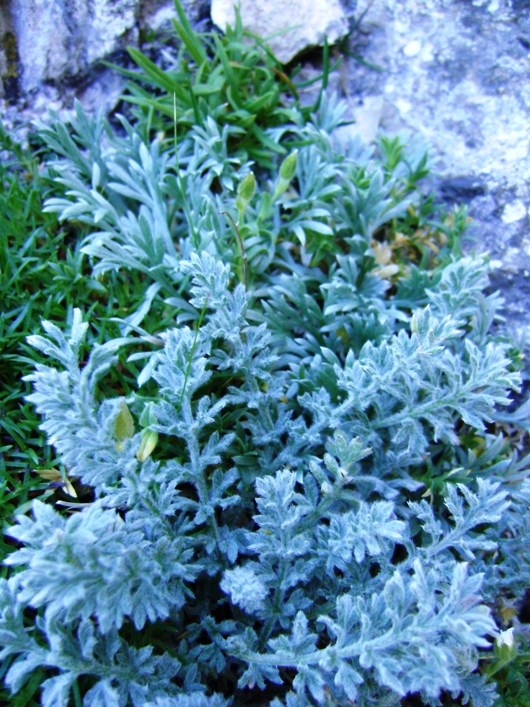 Achillea barrellieri ssp. barrelieri